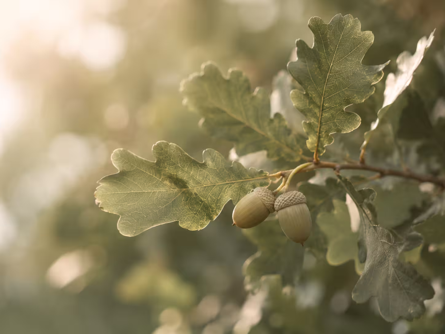Oak branch with acorns in soft natural sunlight